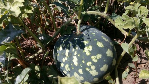 обои plant, gourd