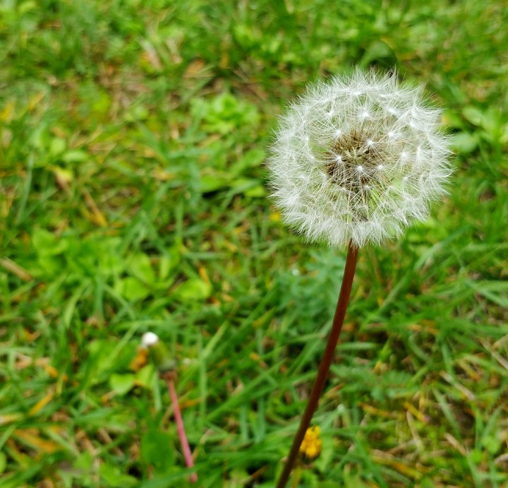 Dandelion