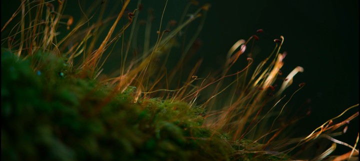 grass