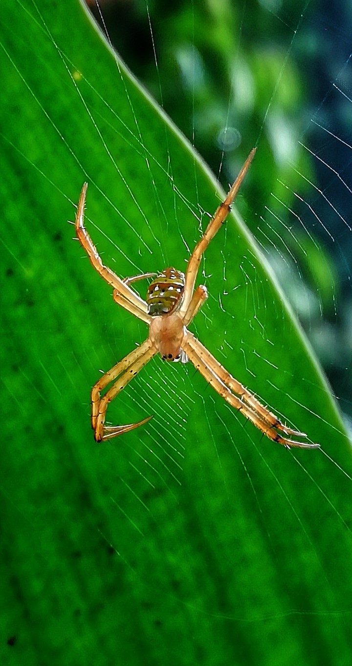 spider