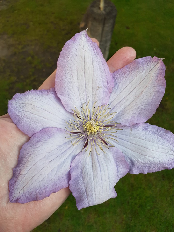 Clematis
