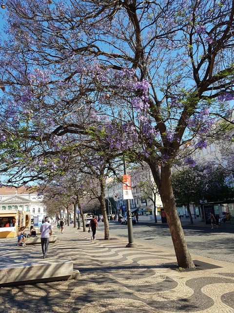 Primavera a Lisbona