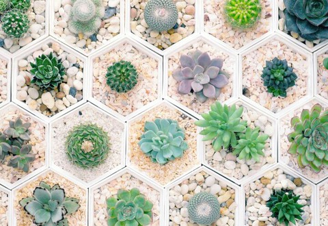 Beautiful succulents
