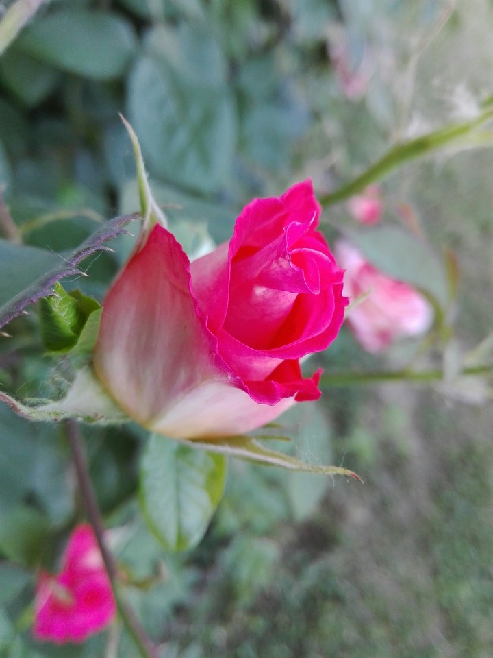 rose