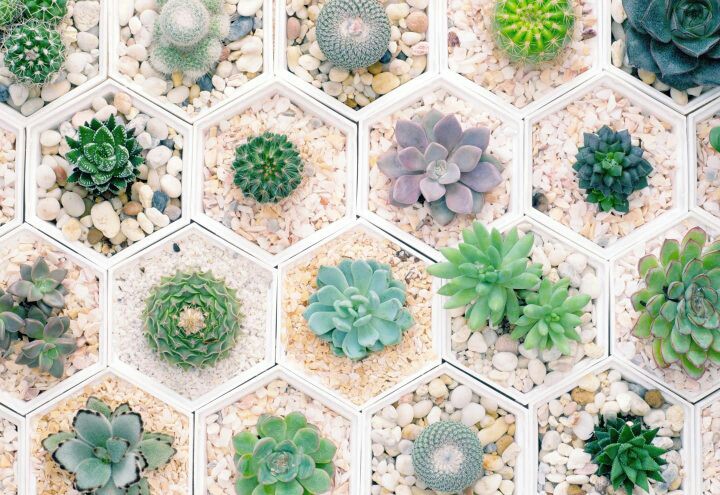 Beautiful succulents