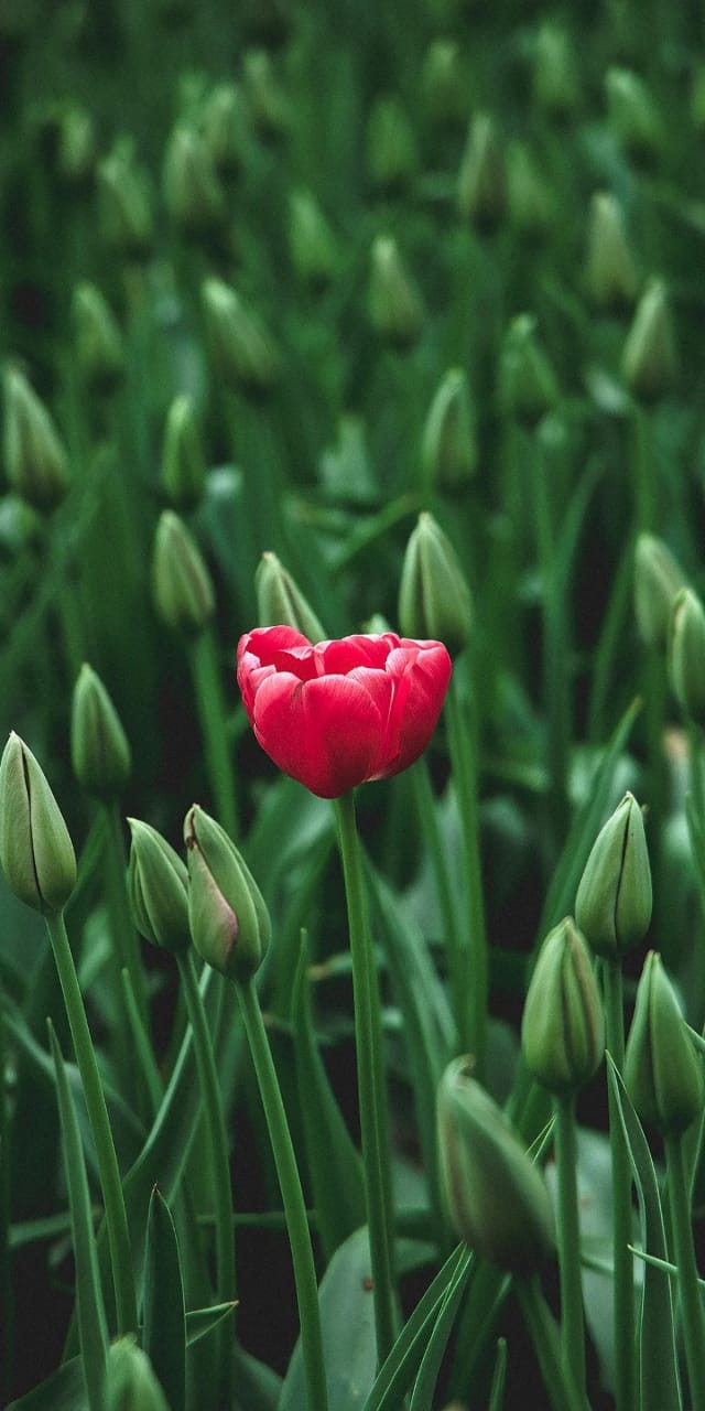 flowers
