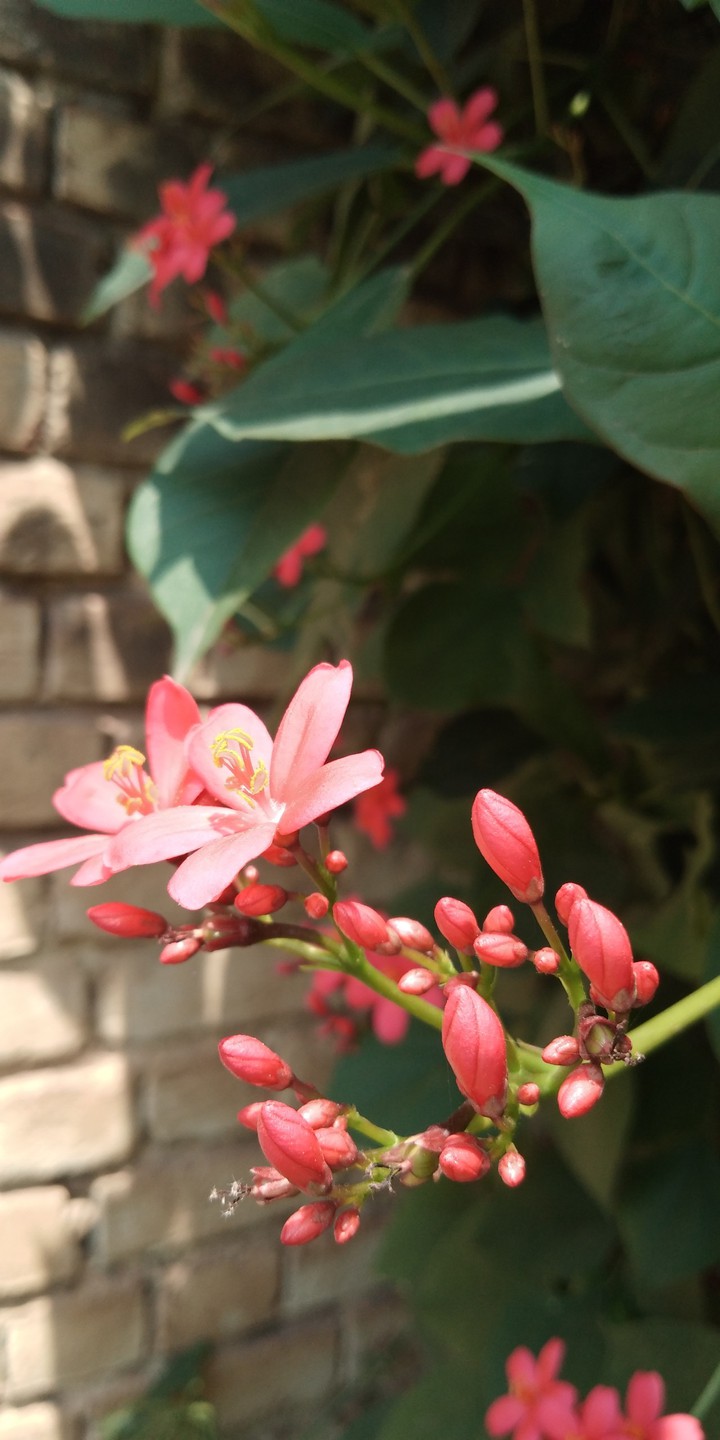 Red Oleander