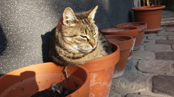 A Cat in the Sunshine