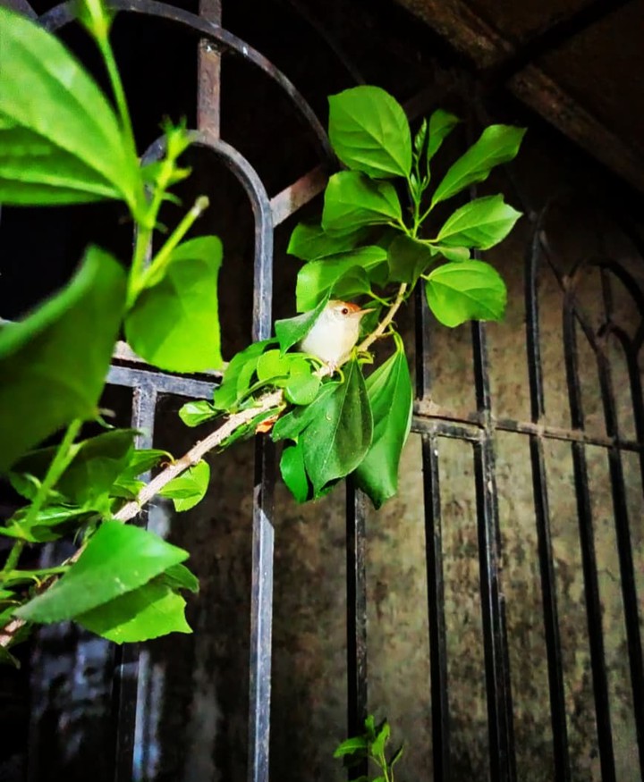A little bird
