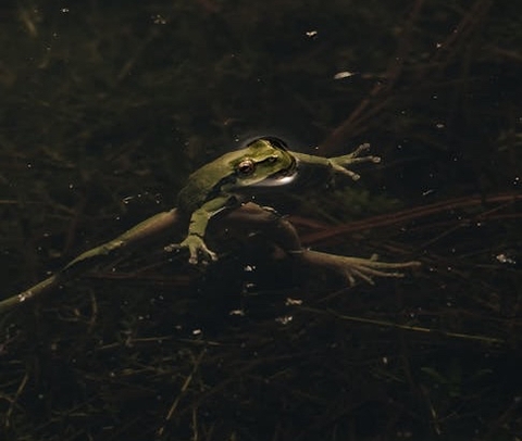 wildlife, reptile achtergronden
