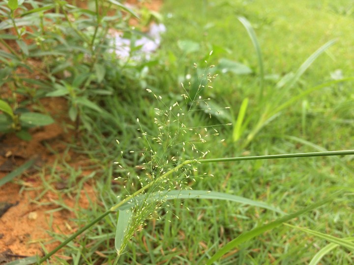 small herbs