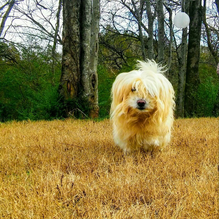 my dog