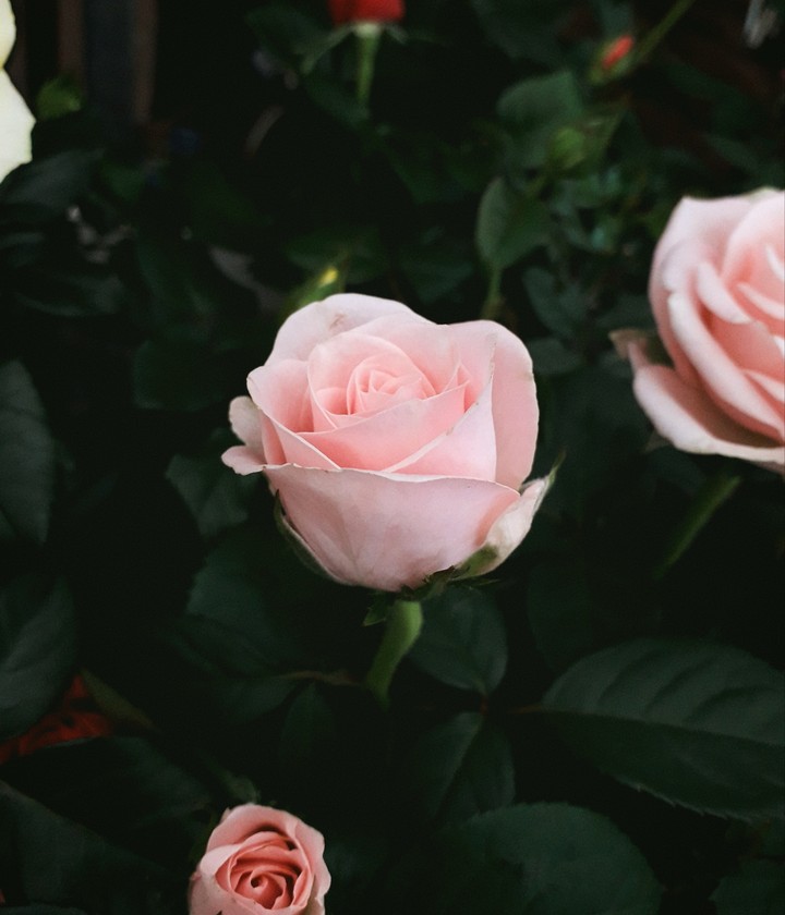 rose