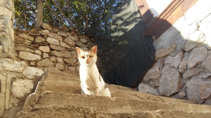Daldım gittim