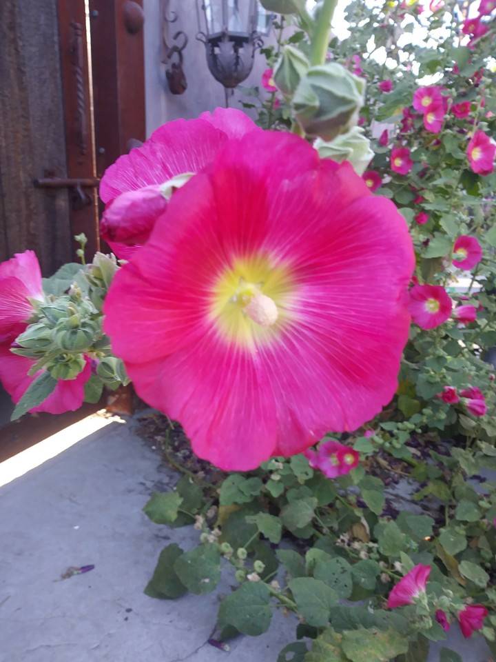 In my backyard, Nor Cal.