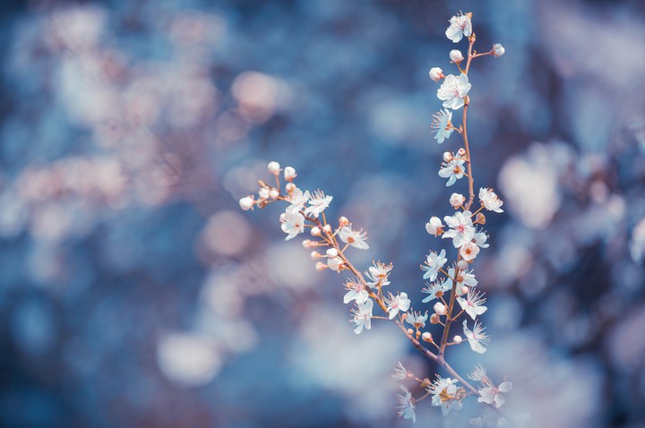 #Beautiful Blossoms