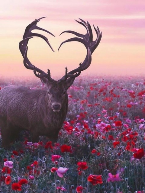 Love deer