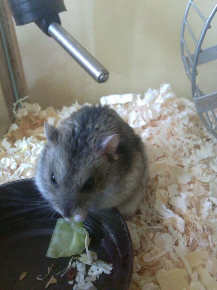 my small hamster 