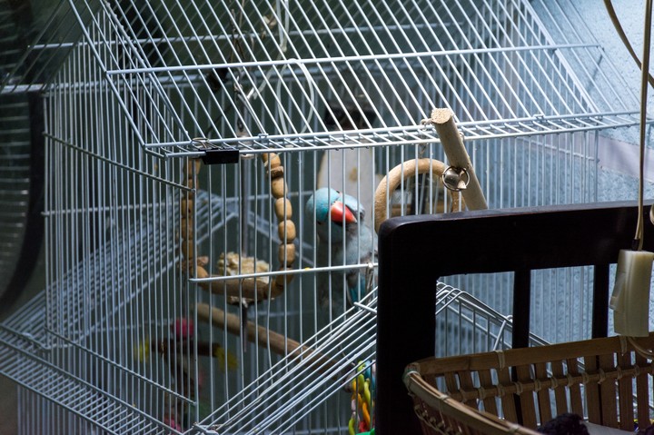 Ringneck parrot