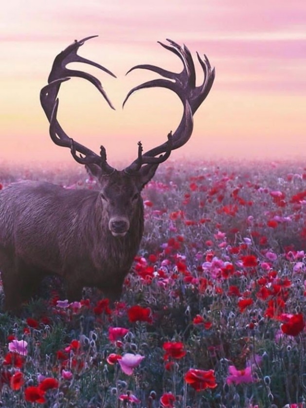 Love deer
