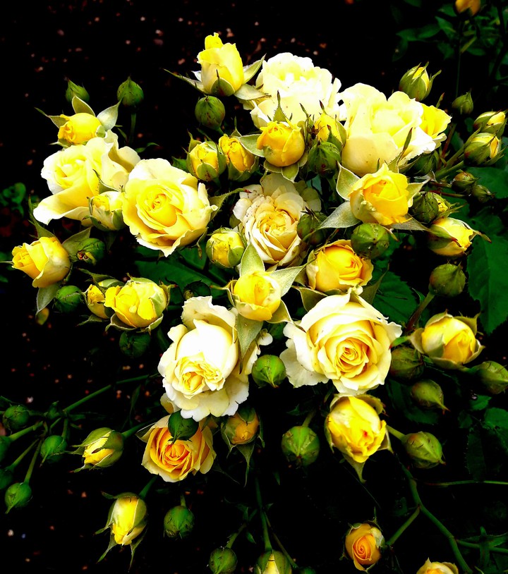 flowers