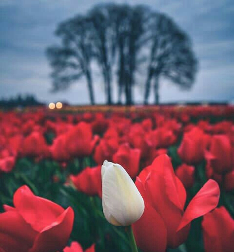 Beautiful tullips