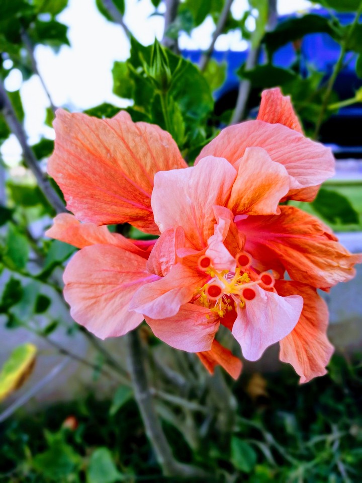 Lion flowers