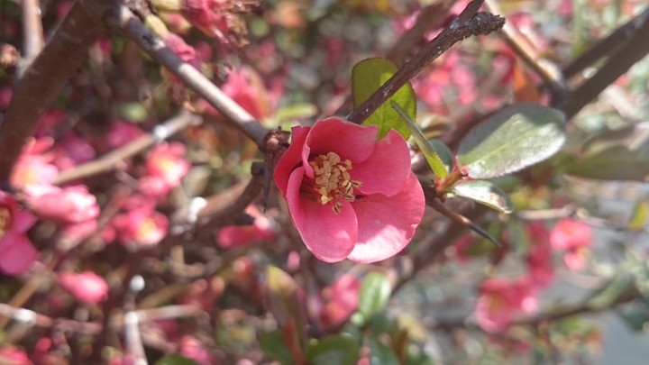 rose