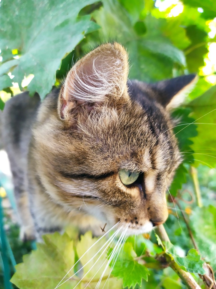 cat