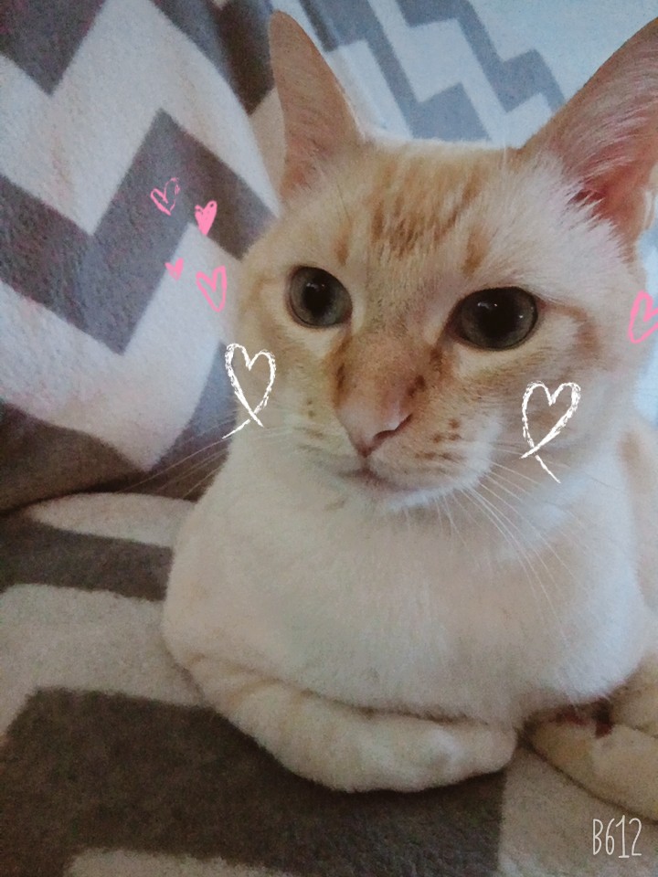 cukiiiiii