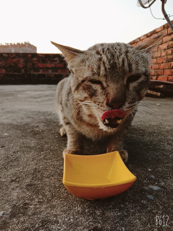 cat