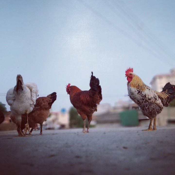 wildlife