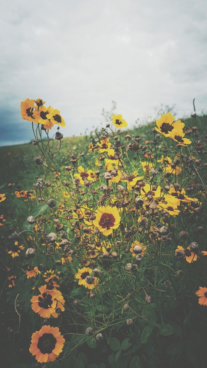 flowers flowers everywhere