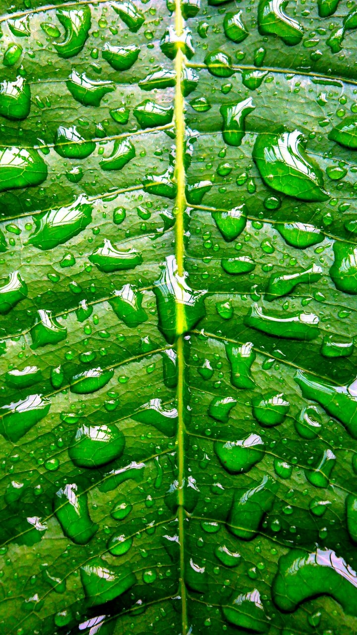 drops