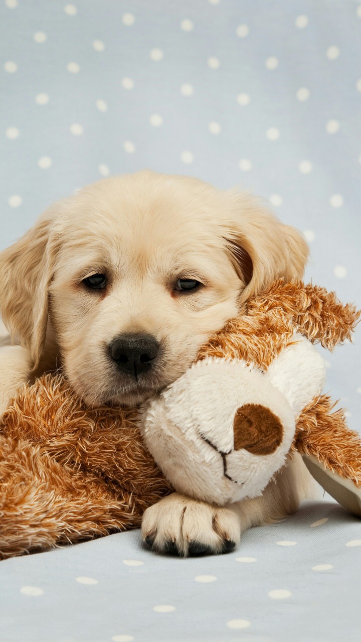 Golden Retriever,  золотистый ретривер, puppy,щенок.