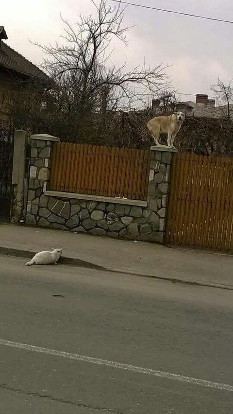 Cat vs Dog