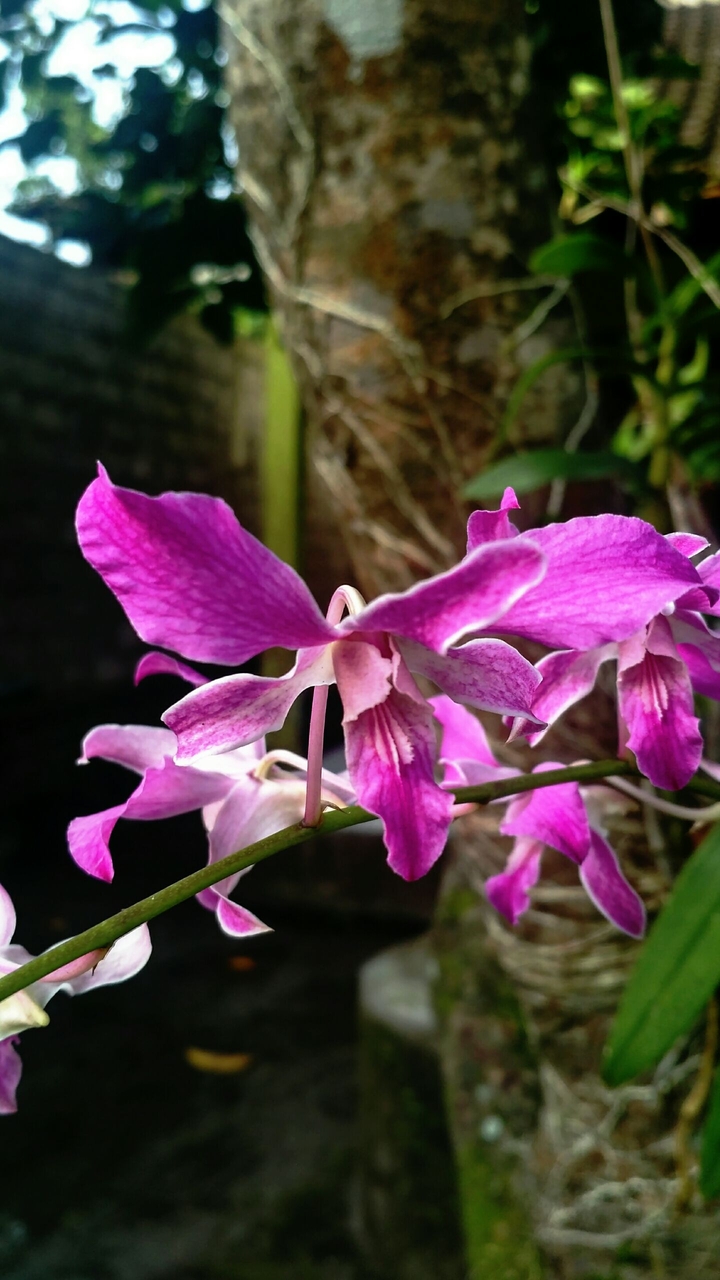 Pink Orchid