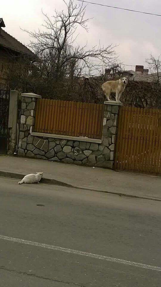 Cat vs Dog