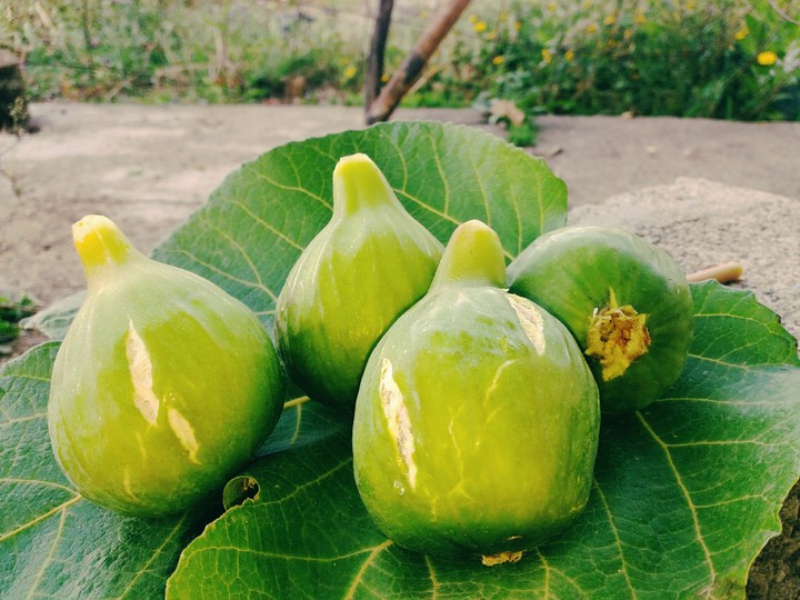 fruits