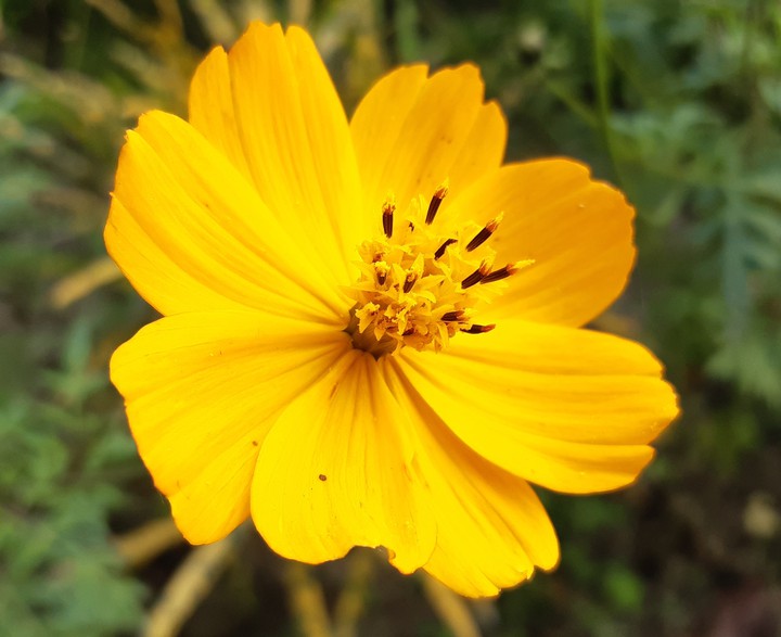 Sunshine