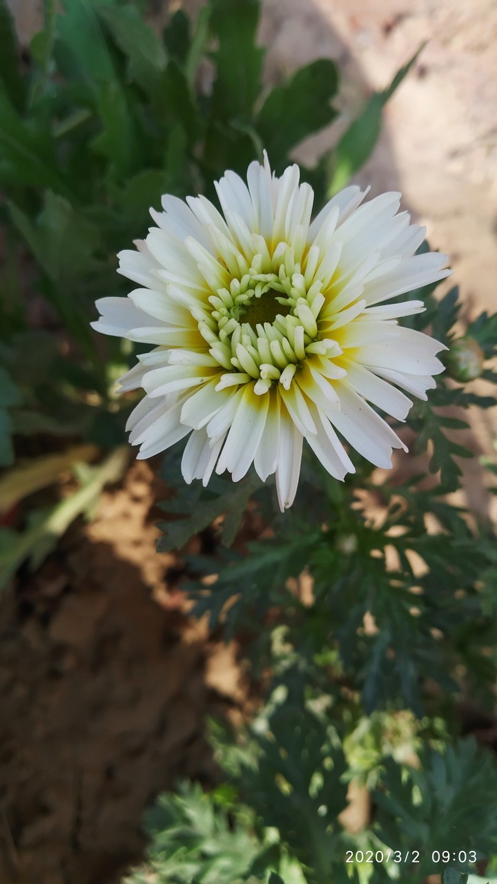 beautifull white