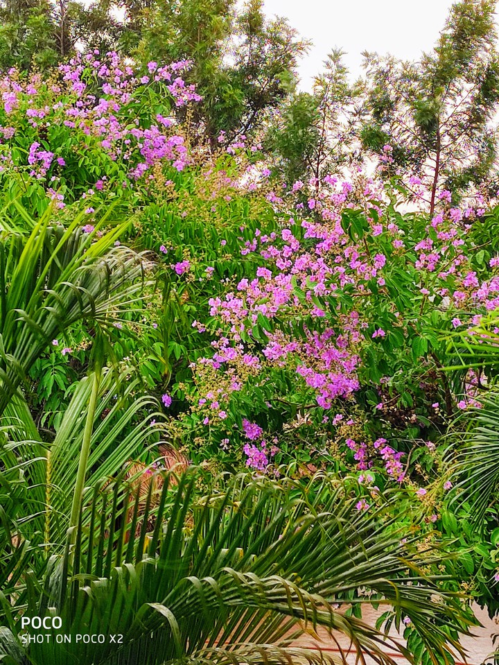 pink trumpet tree