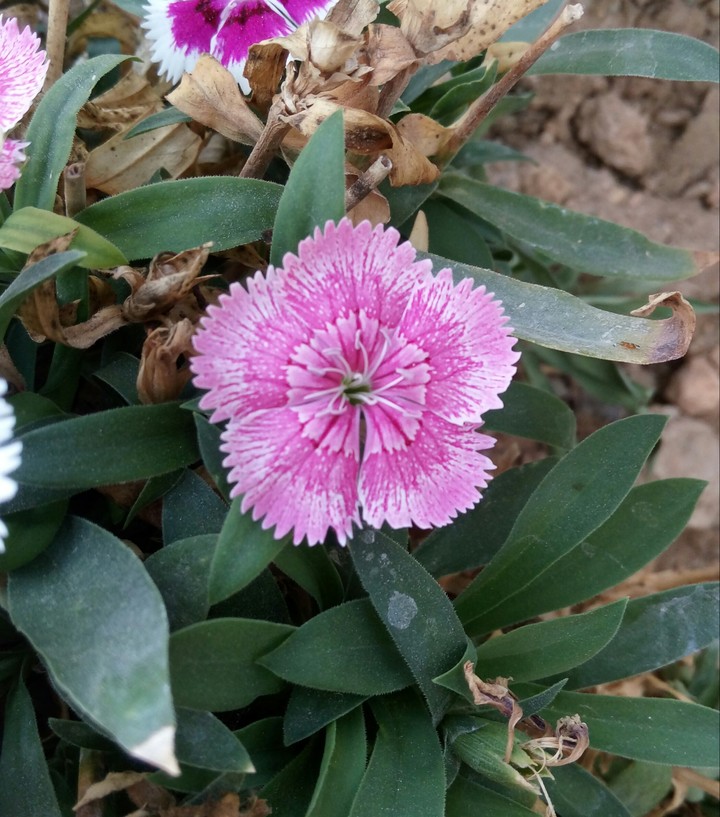 ورده