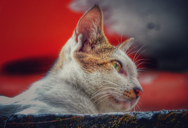 cat's eye
