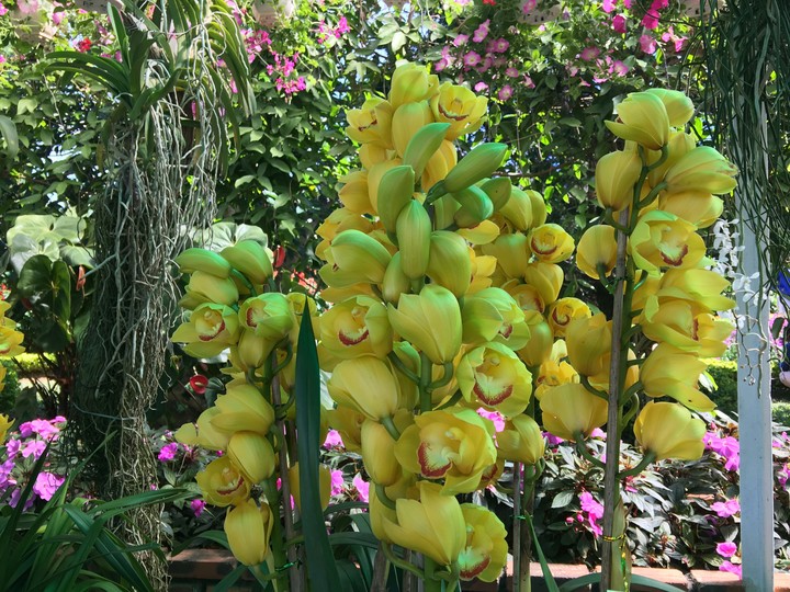 flower