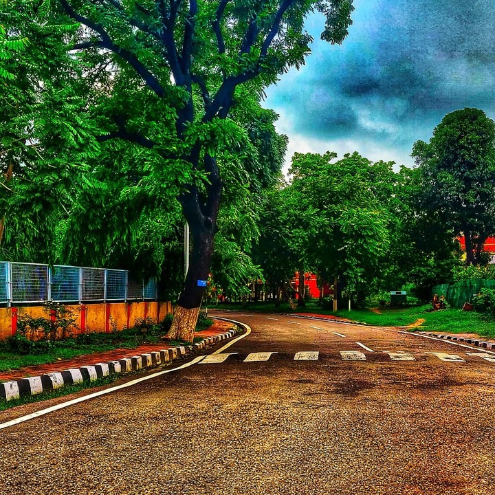 nature#green#trees#