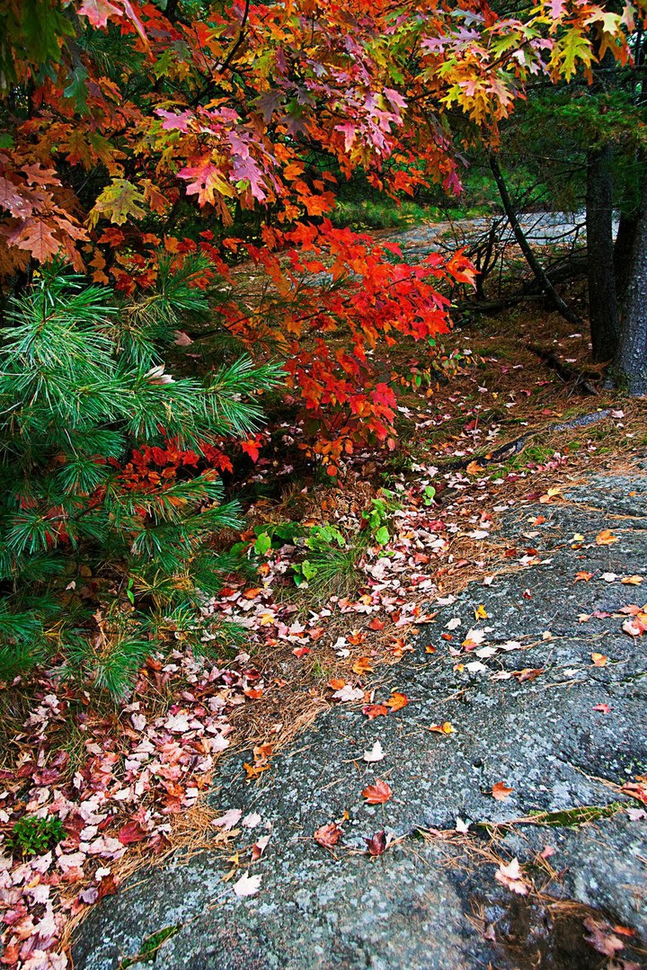 AUTUMN VIBRATIONS