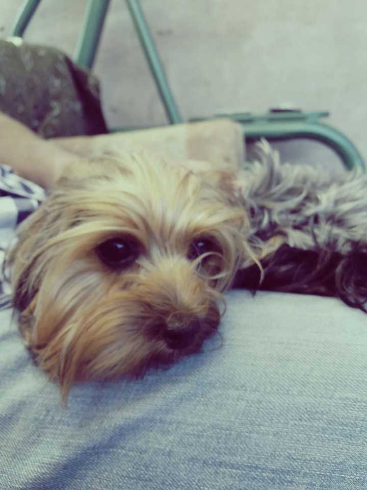 Dog