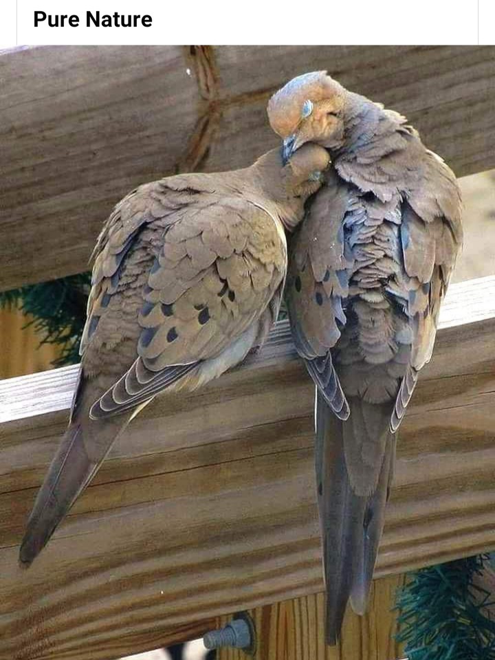 pasari