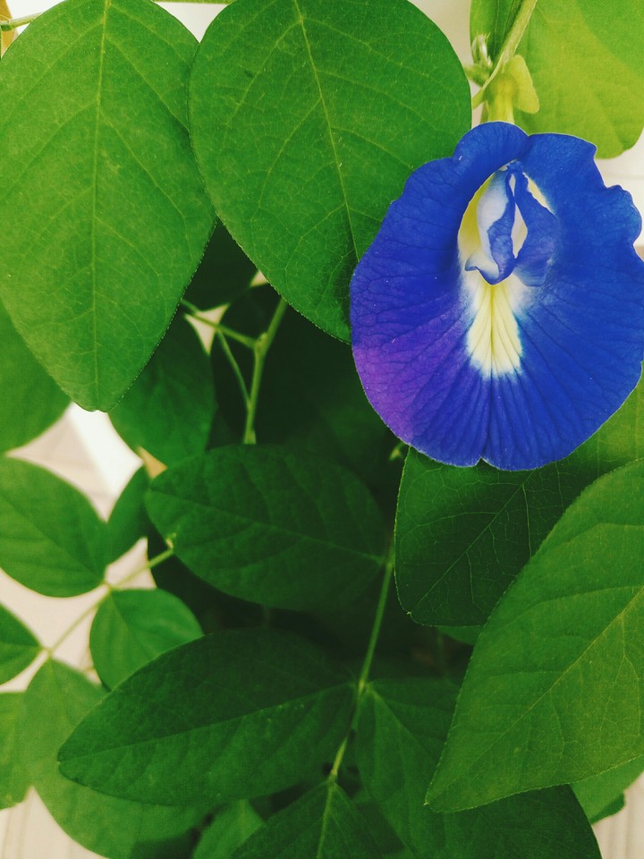 blue is the new vibe